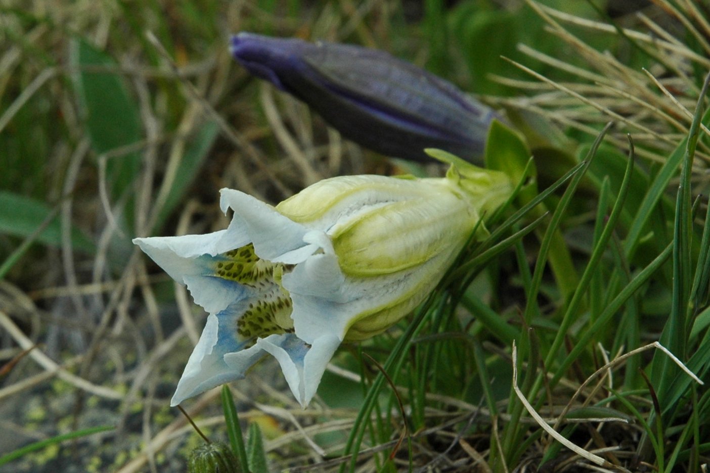 Gentiana acaulis (di colore chiaro)